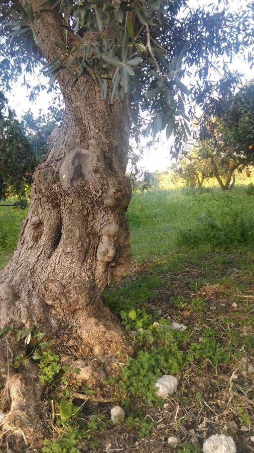Il Giardino Del Sole Villa Agnone Bagni Eksteriør bilde