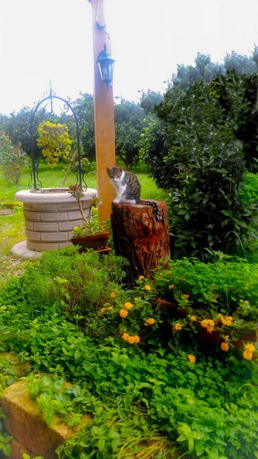 Il Giardino Del Sole Villa Agnone Bagni Eksteriør bilde