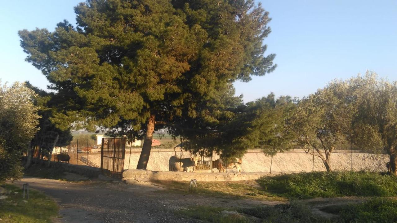 Il Giardino Del Sole Villa Agnone Bagni Eksteriør bilde