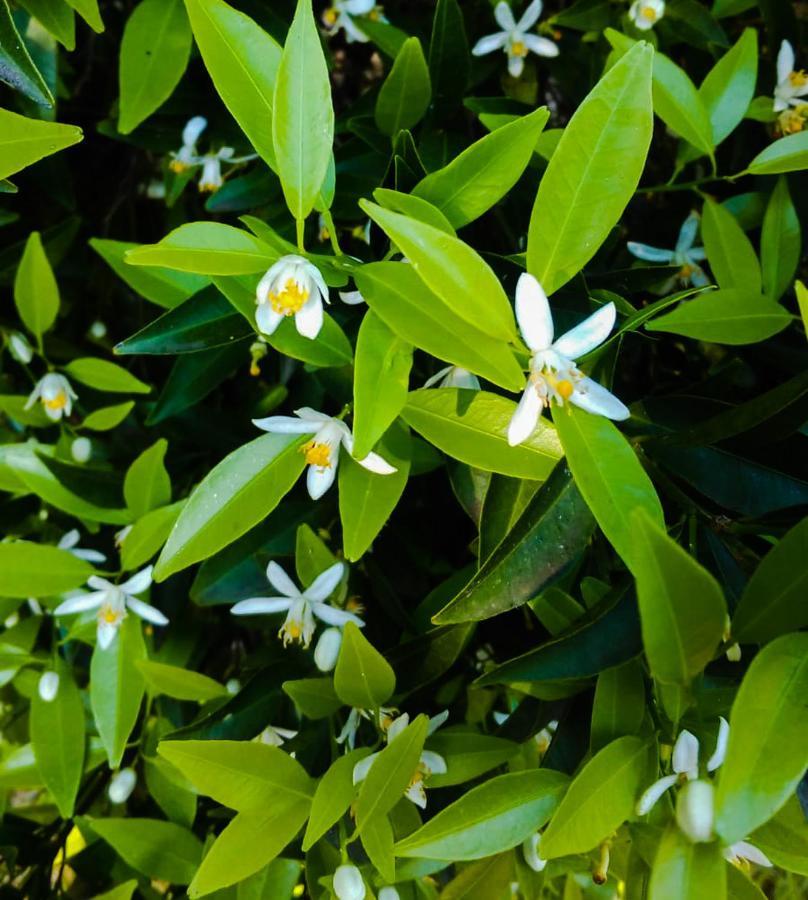 Il Giardino Del Sole Villa Agnone Bagni Eksteriør bilde
