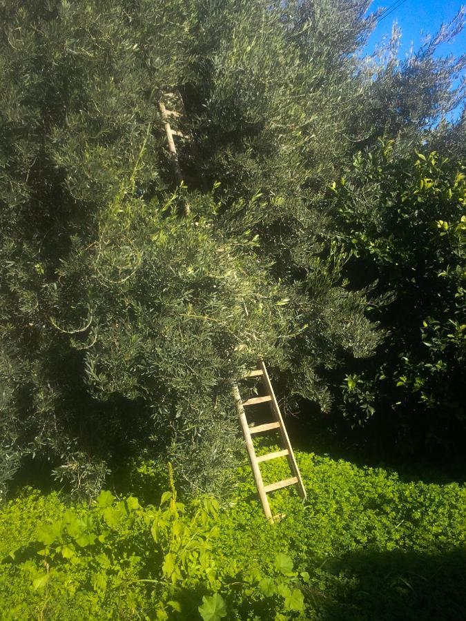 Il Giardino Del Sole Villa Agnone Bagni Eksteriør bilde