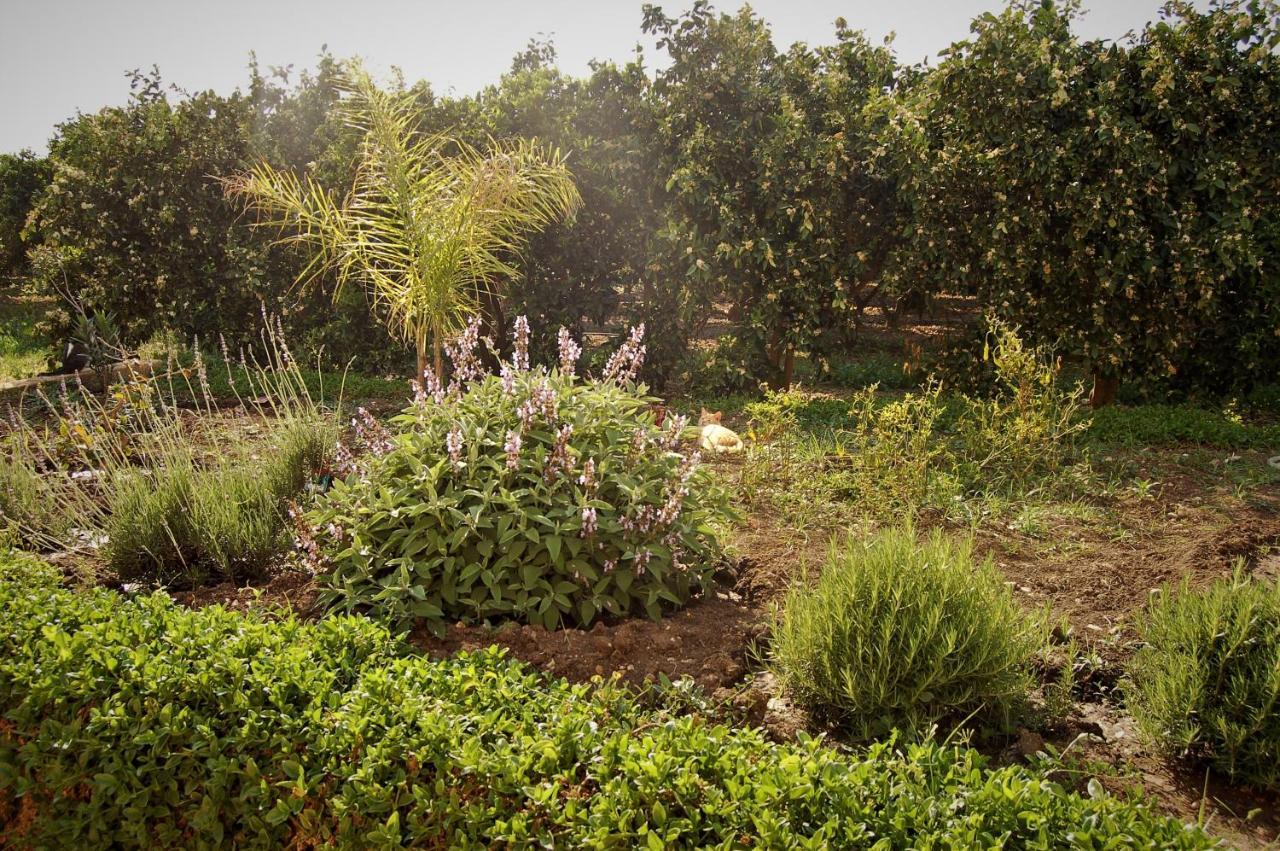 Il Giardino Del Sole Villa Agnone Bagni Eksteriør bilde