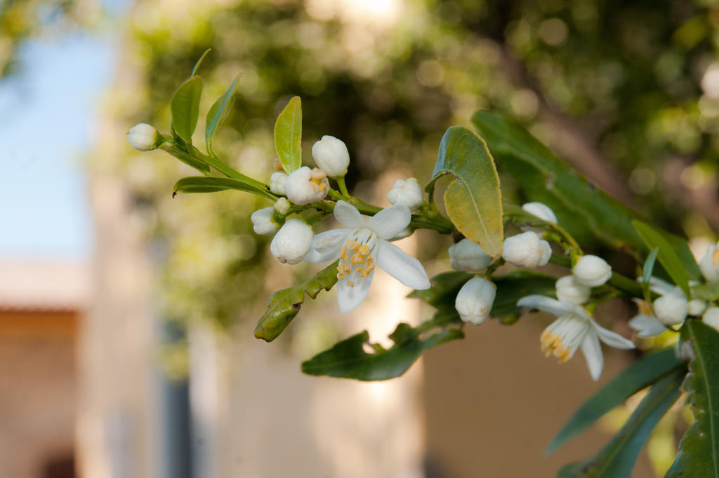 Il Giardino Del Sole Villa Agnone Bagni Eksteriør bilde